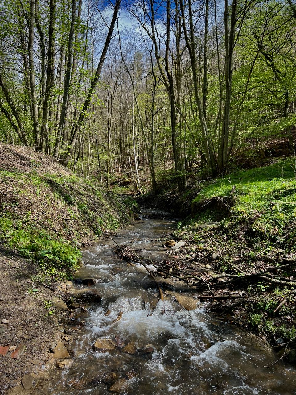 Лес