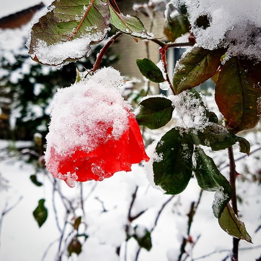 Rose⠀